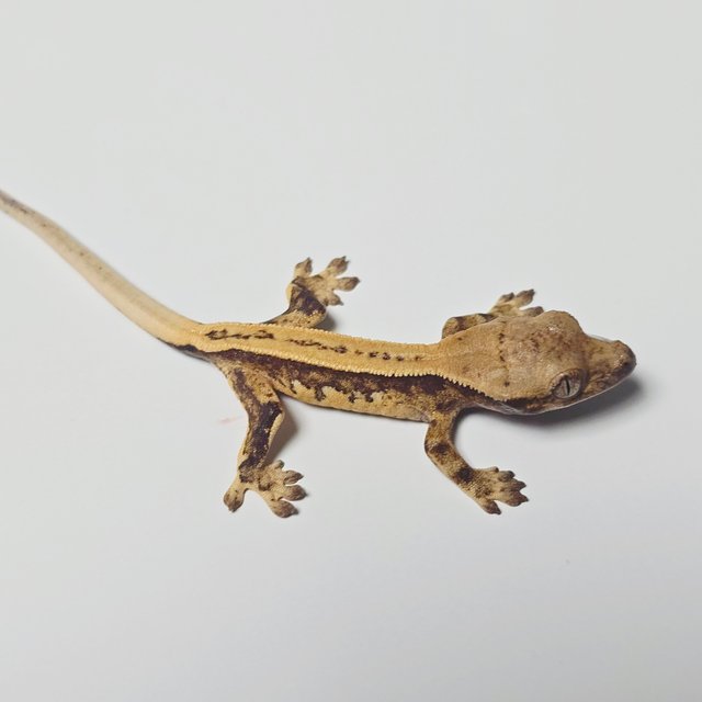 노멀 트라이 풀핀 쿼드 화이트 텐저린