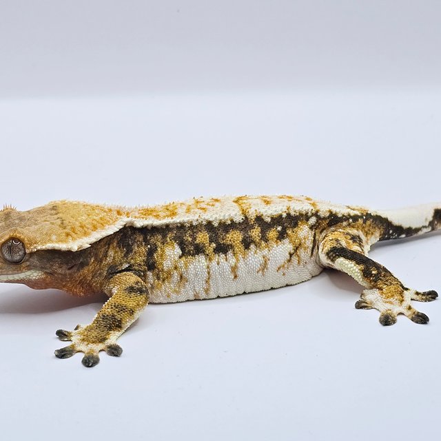 노멀 트라이 드리피 화이트 쿼드 텐저린