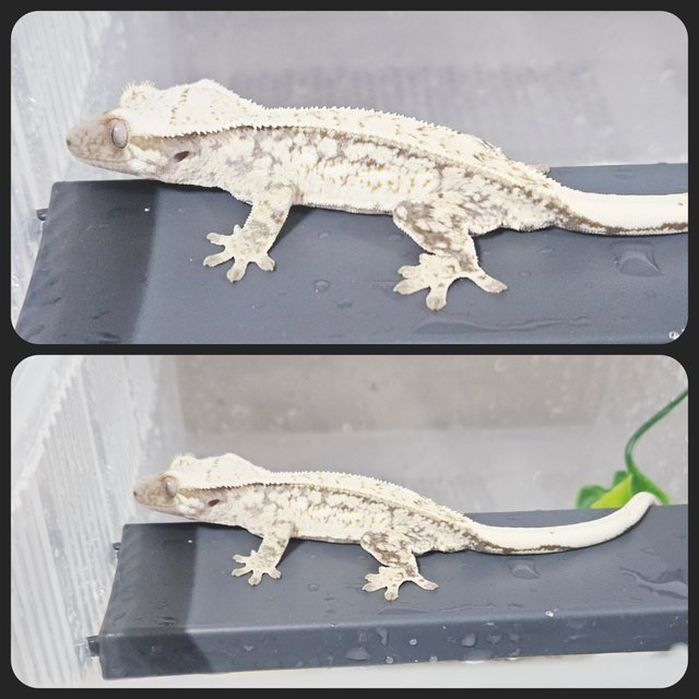 노멀 트라이 드리피 쿼드 화이트