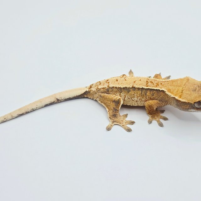 노멀 트라이 드리피 화이트 텐저린