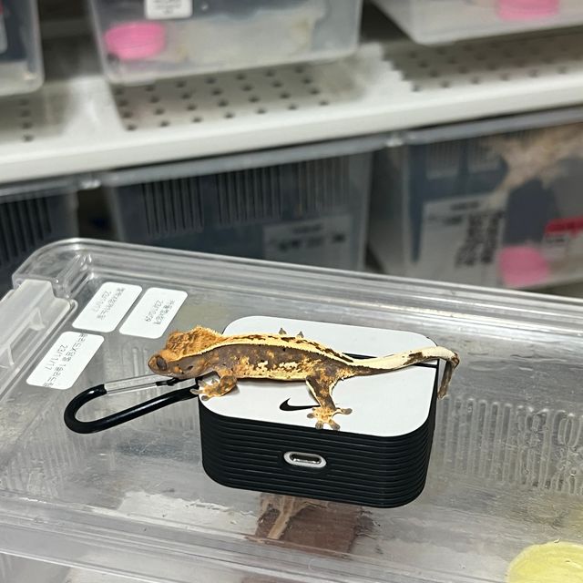 노멀