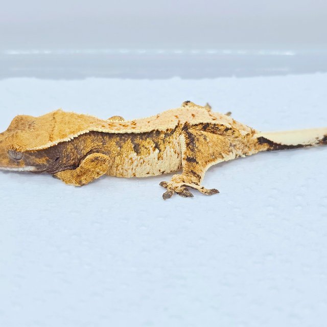 노멀 트라이 드리피 화이트 텐저린