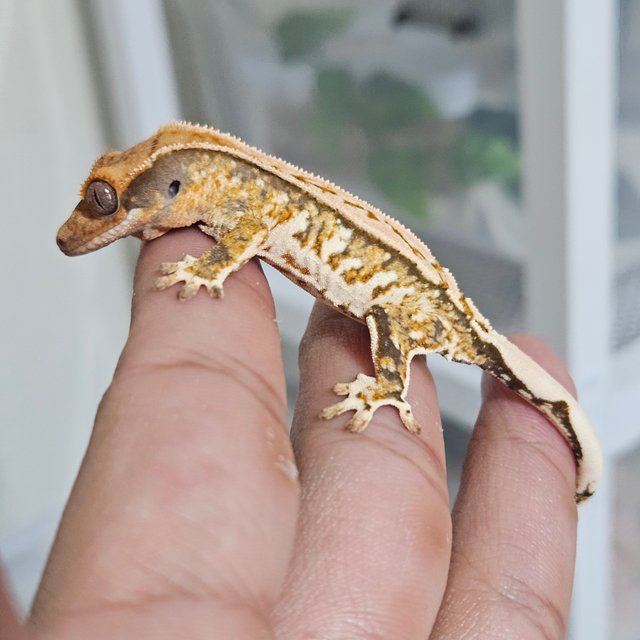 노멀 트라이 드리피 화이트크라운 화이트 텐저린