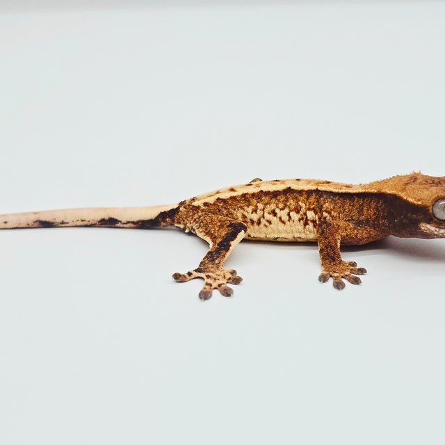 노멀 트라이 텐저린 화이트