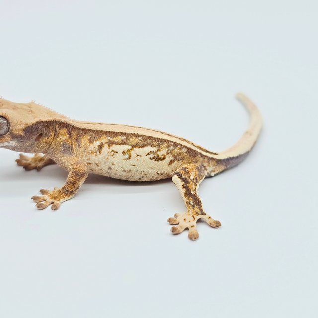 노멀 트라이 풀핀 드리피 쿼드 화이트