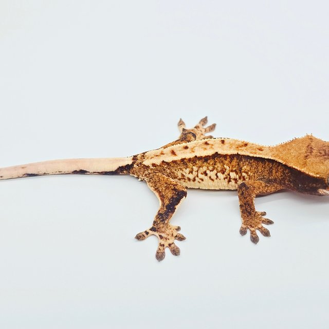 노멀 트라이 텐저린 화이트