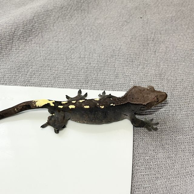 카푸치노