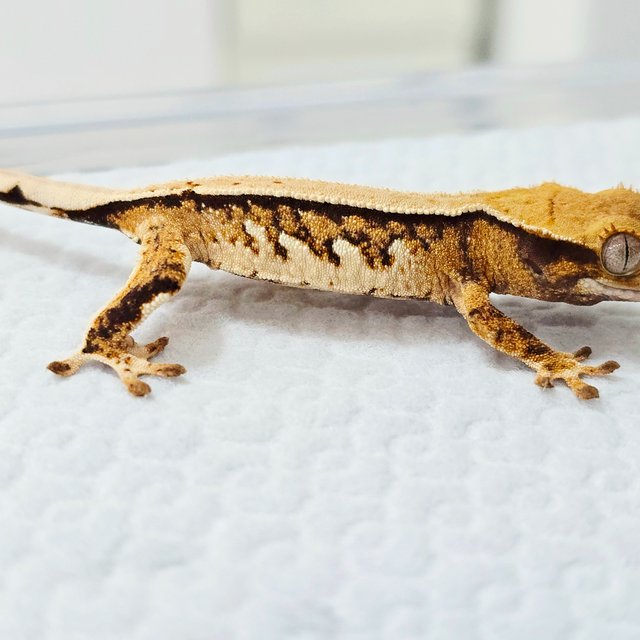 노멀 트라이 솔리드백 드리피 화이트스팟 화이트