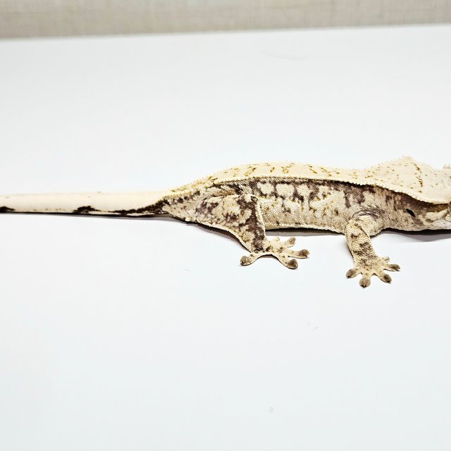 노멀 트라이 드리피 쿼드 화이트