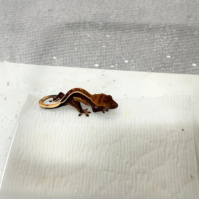 엠티백 풀핀