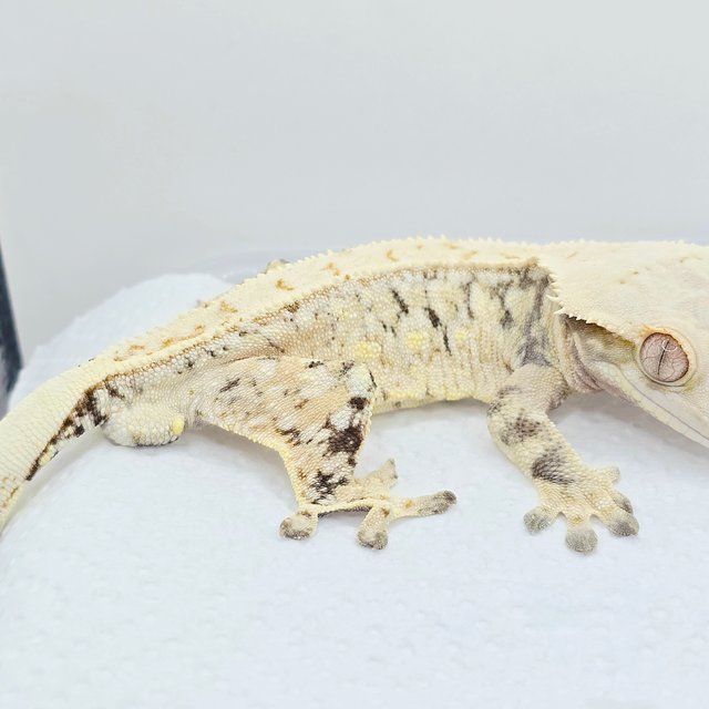 노멀 트라이 드리피 화이트 화이트스팟 화이트포트홀