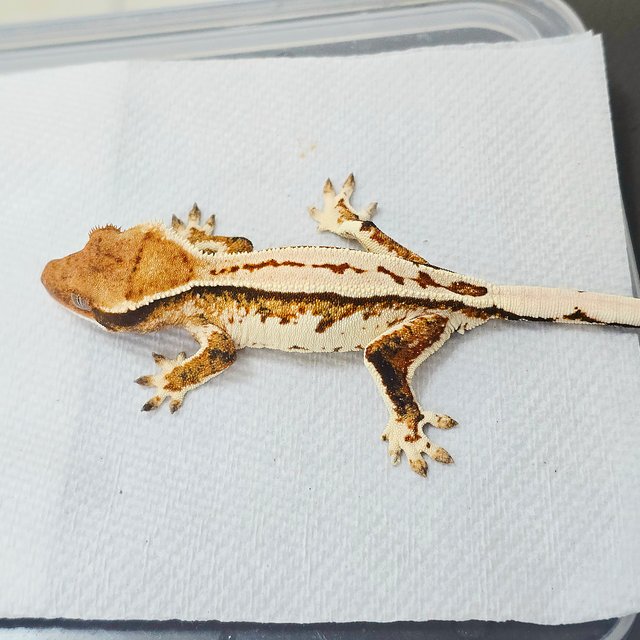 노멀 트라이 드리피 쿼드 화이트 화이트핀