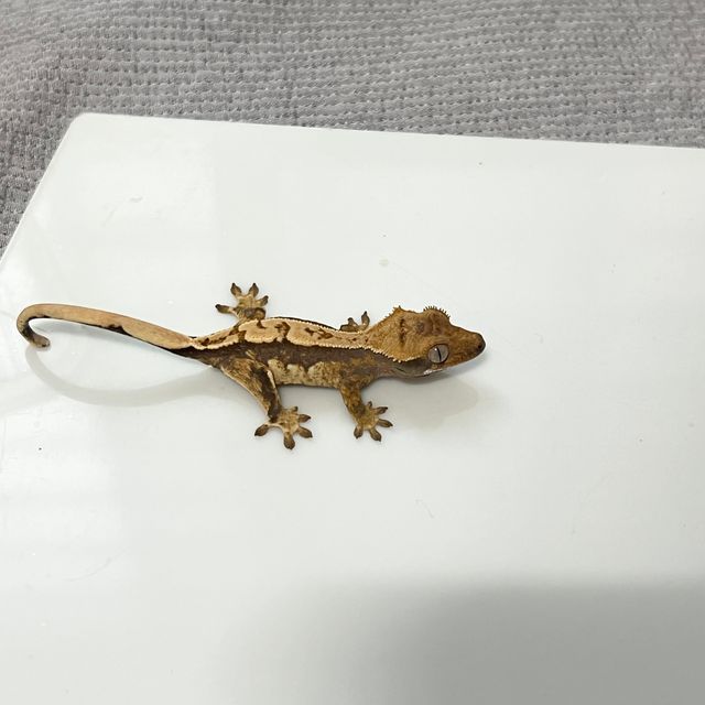 노멀