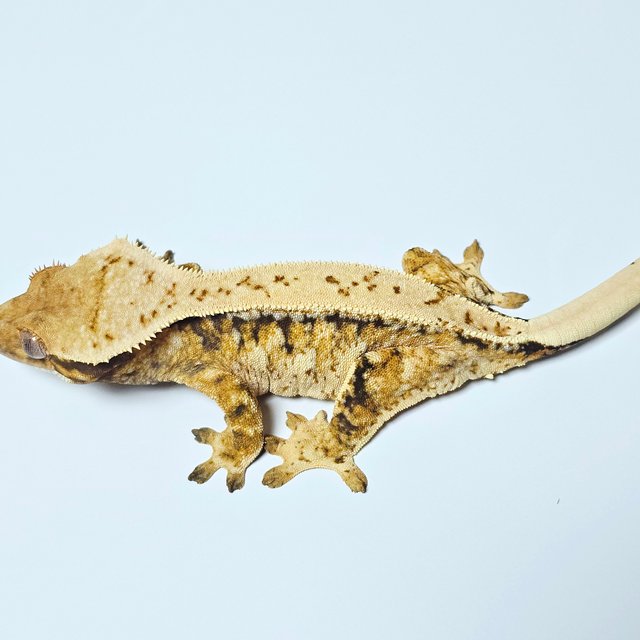 트라이 드리피 텐저린 화이트