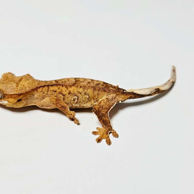 100%헷아잔틱 팬텀 크림