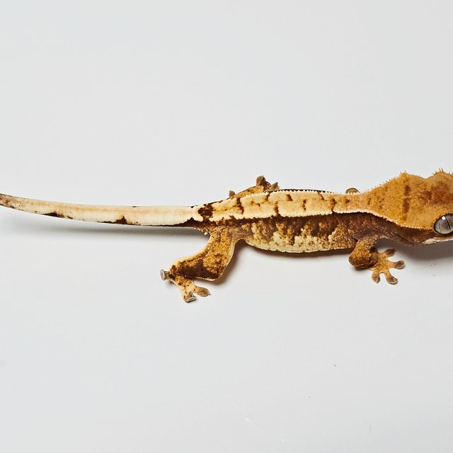 노멀 트라이 화이트