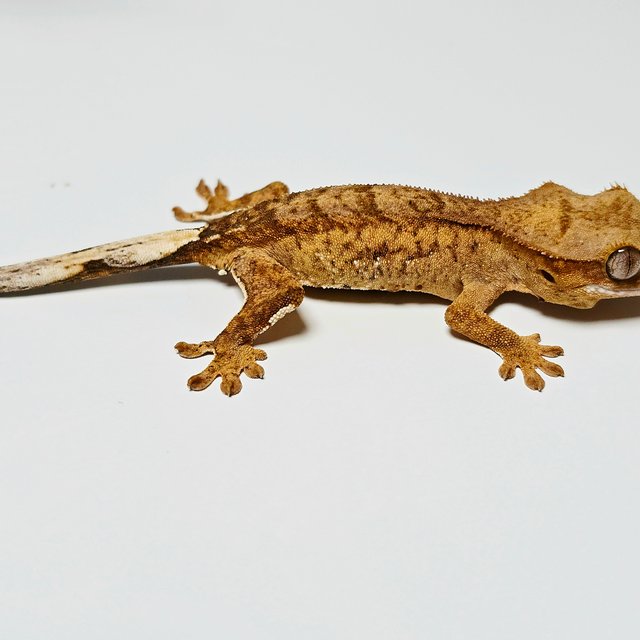 100%헷아잔틱 팬텀 크림