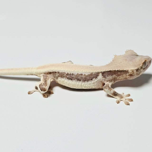 릴리화이트 쿼드 솔리드백 화이트 블랙