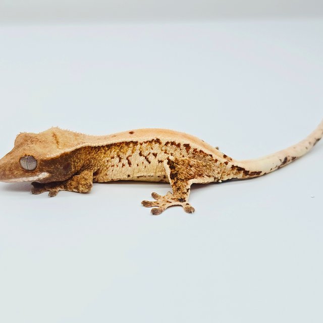 노멀 드리피 트라이 화이트