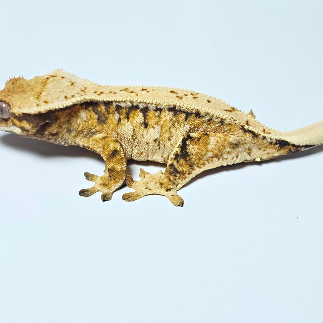 트라이 드리피 텐저린 화이트