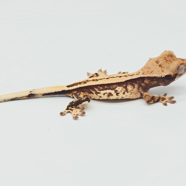 노멀 트라이 풀핀 드리피