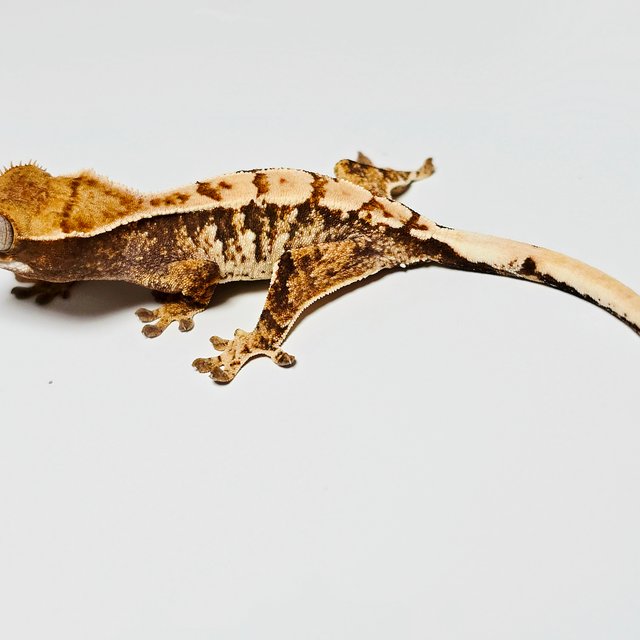 트라이 익스트림할리퀸 화이트 노멀