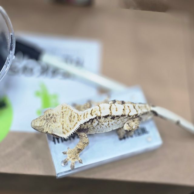 트라이 드리피 화이트핀 익스트림할리퀸 화이트