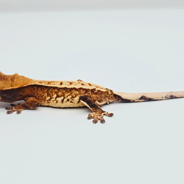 노멀 트라이 텐저린 화이트