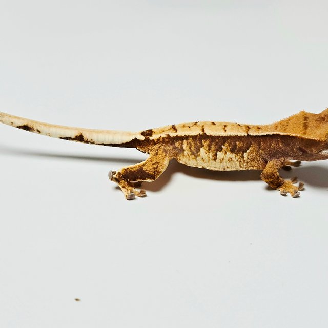 노멀 트라이 화이트