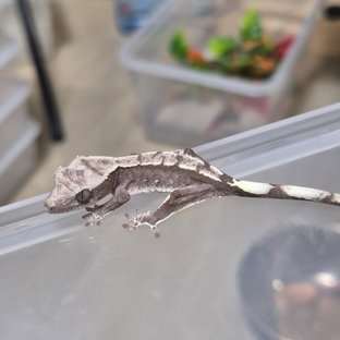 아잔틱