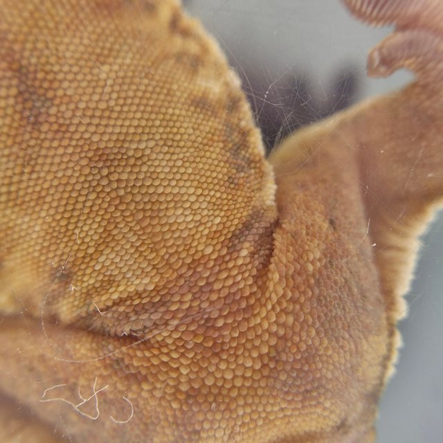 노멀 트라이 솔리드백