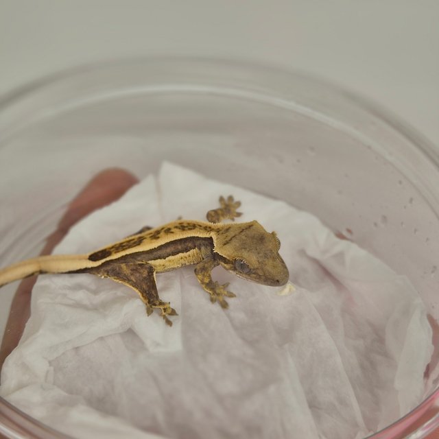 노멀 트라이 풀핀 크림 쿼드