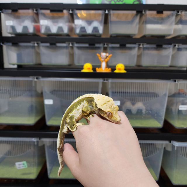 블랙 노멀 풀핀 화이트