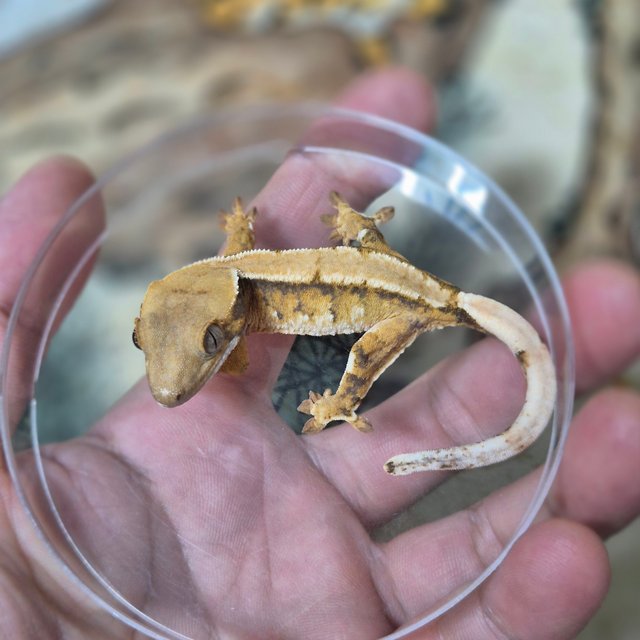 노멀 트라이 솔리드백