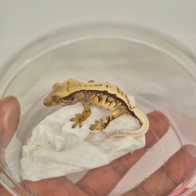 노멀 트라이 핀스트라이프