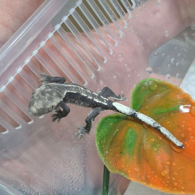 아잔틱