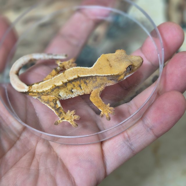 노멀 트라이 솔리드백