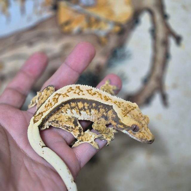 노멀 핀스트라이프 트라이