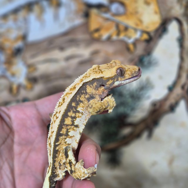 노멀 핀스트라이프 트라이