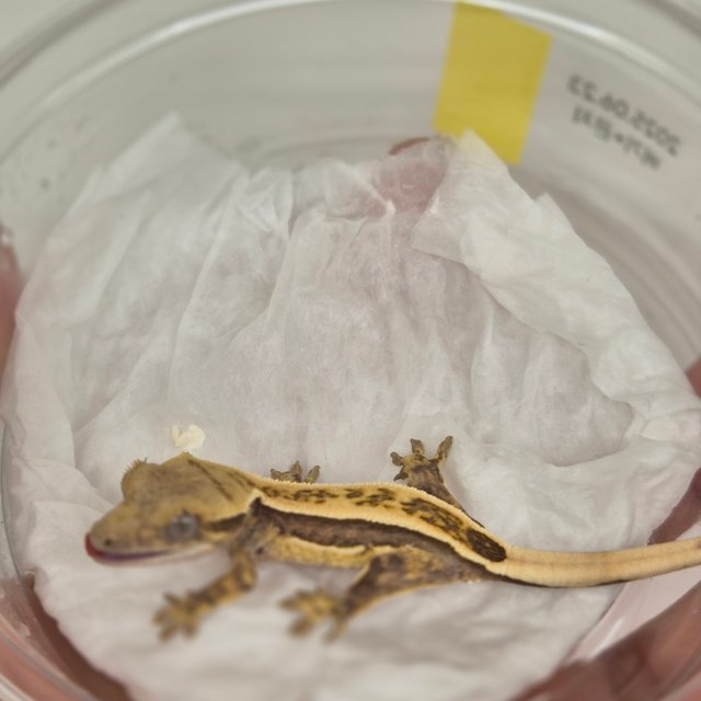 노멀 트라이 풀핀 크림 쿼드