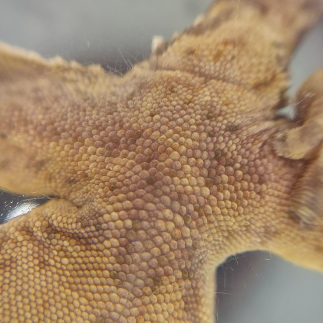 노멀 트라이 핀스트라이프