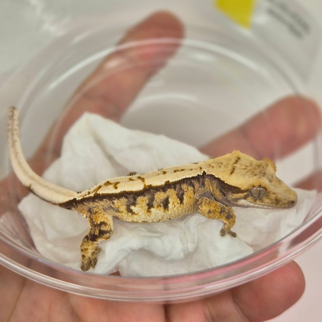 노멀 트라이 핀스트라이프