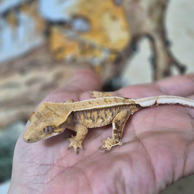 노멀 트라이 핀스트라이프