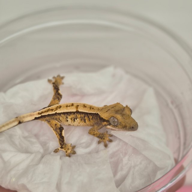 트라이 핀스트라이프