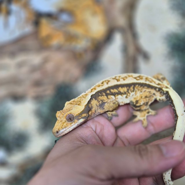 노멀 핀스트라이프 트라이