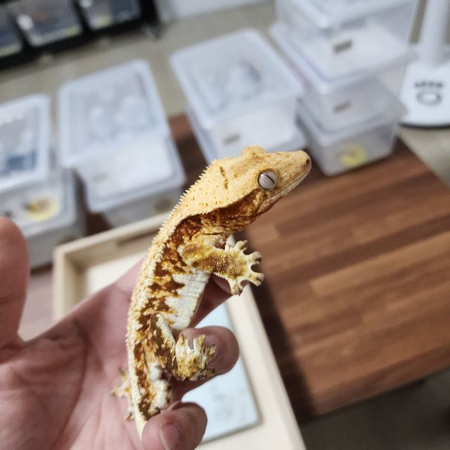 트라이 드리피 레드 릴리화이트