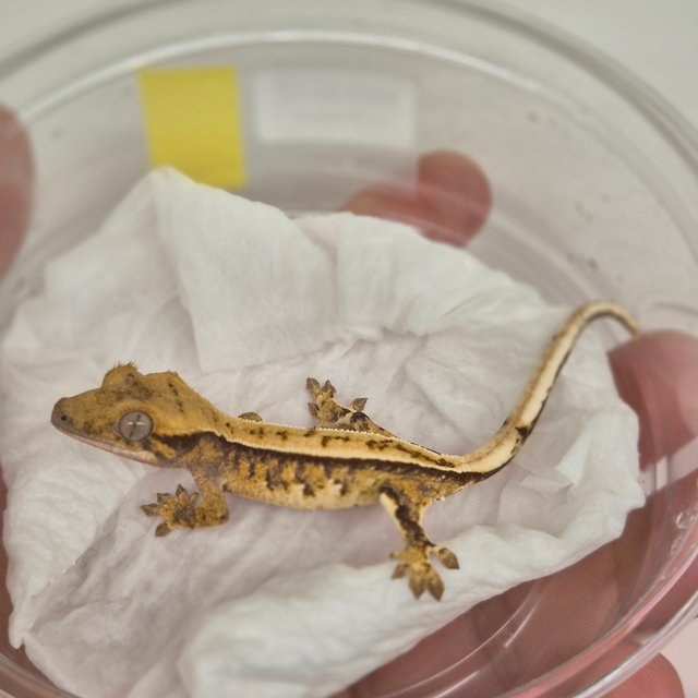 트라이 핀스트라이프