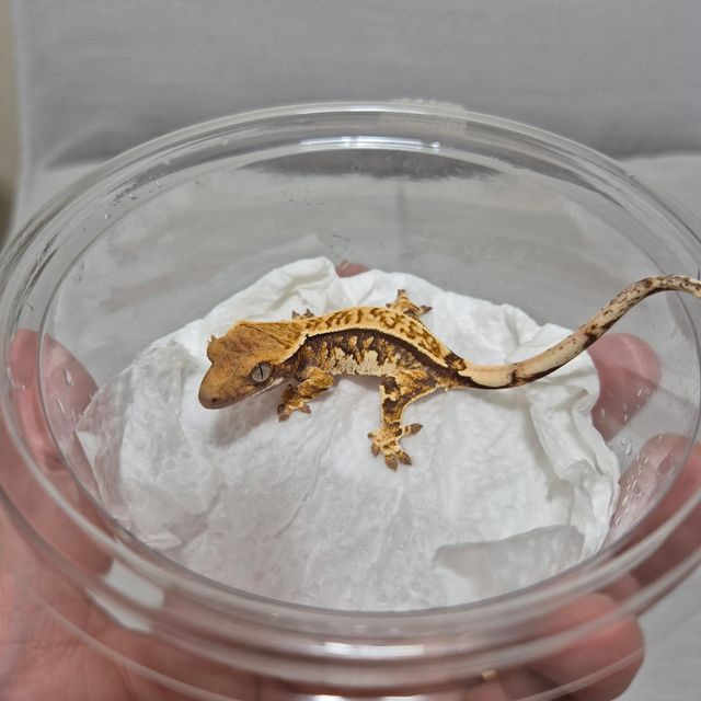 트라이