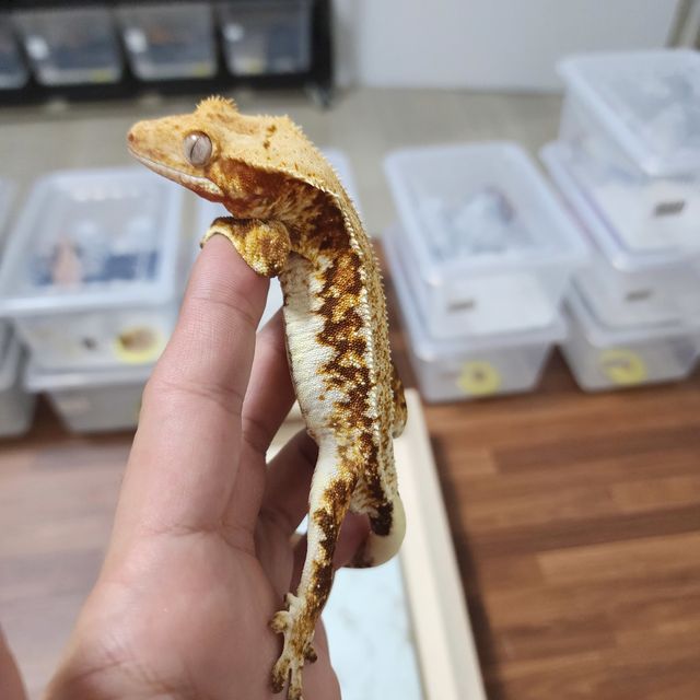 트라이 드리피 레드 릴리화이트