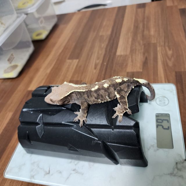 카푸치노